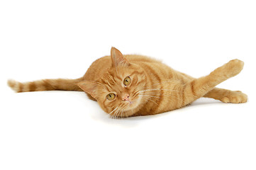 Image showing Red cat