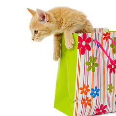 Image showing Kitten and shopping bag