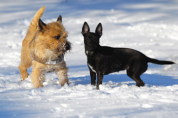 Image showing Two dogs in snow