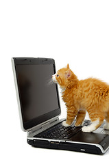 Image showing Kitten and laptop