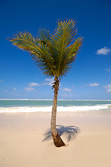 Image showing Palm in the sand