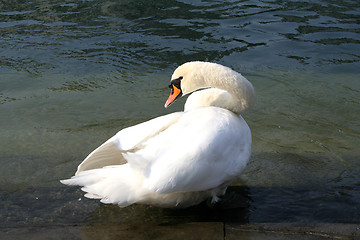 Image showing Swan