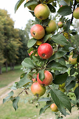 Image showing Branch with ripe apples