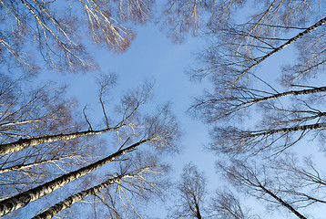 Image showing Sky through birches