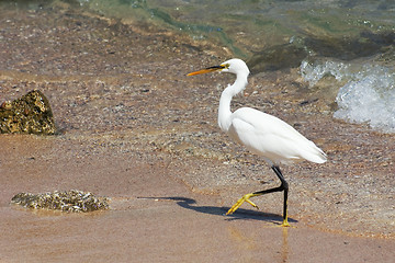 Image showing Walking Egret