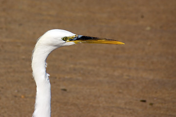 Image showing Head of Egret