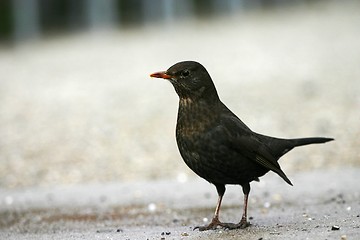 Image showing Common Blackbird [#2004-02]