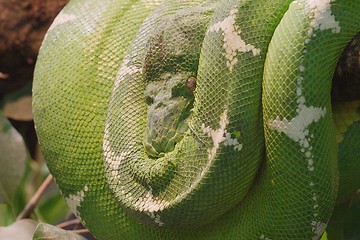 Image showing Python [#2005-1]