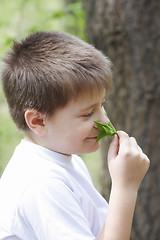 Image showing Boy in white smelling leaves