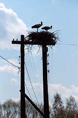 Image showing Silhouette of storks