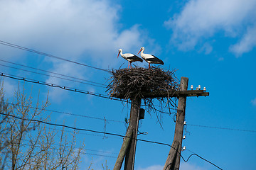 Image showing Stork's nest