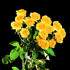 Image showing Yellow roses