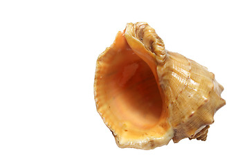 Image showing Seashell on white background