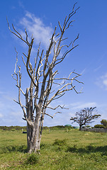 Image showing Dead Tree against blue sky.