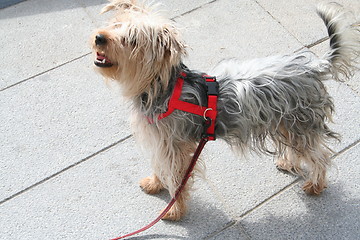 Image showing Dog