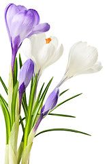 Image showing Spring crocus flowers