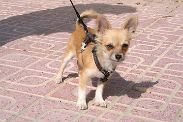 Image showing Curious little dog