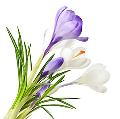 Image showing Spring crocus flowers