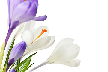 Image showing Spring crocus flowers