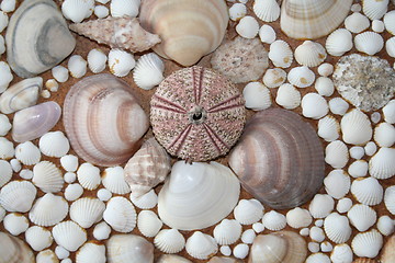 Image showing Shells