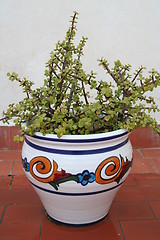Image showing Pot