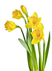 Image showing Spring yellow daffodils