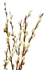 Image showing Spring pussy willows