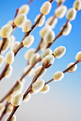 Image showing Spring pussy willows