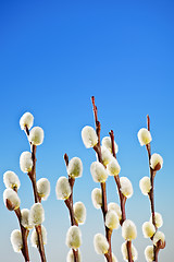 Image showing Spring pussy willows