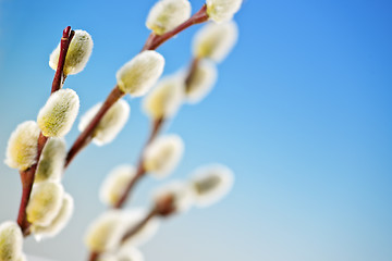 Image showing Spring pussy willows