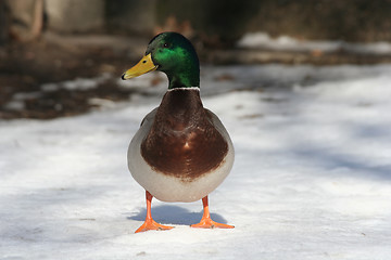 Image showing Duck