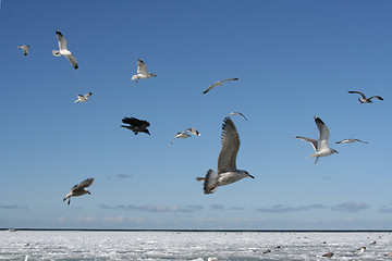 Image showing Birds in the Sky