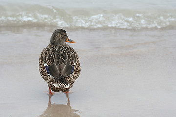 Image showing Duck