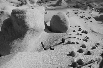 Image showing Berries in the Sand