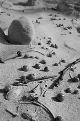 Image showing Berries in the Sand