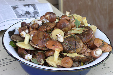 Image showing Mushrooms