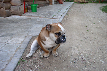 Image showing Dog