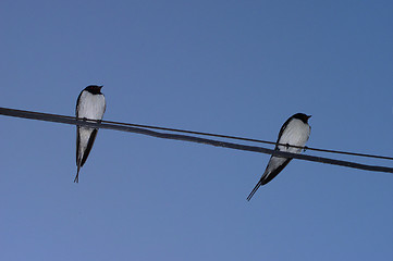 Image showing Swallows