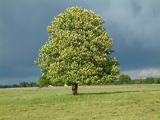 Image showing Flowering tree and stormy sky in the background