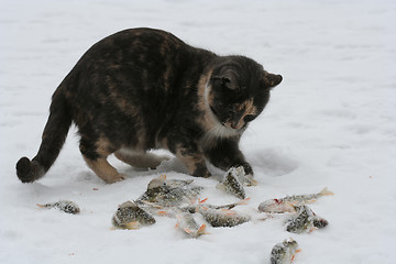 Image showing Cat Playing with Fish