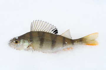 Image showing Fish