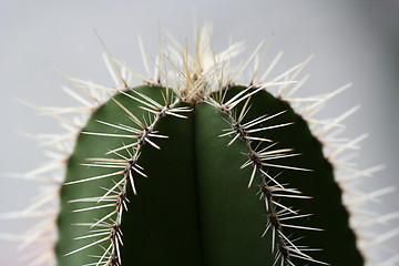 Image showing Cactus