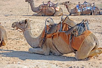 Image showing Camels in the desert
