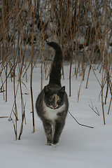 Image showing Cat in Winter
