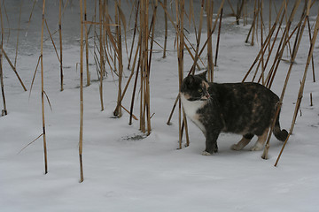 Image showing Cat in Winter