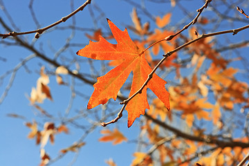 Image showing Yellow leafs