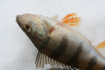 Image showing Fish