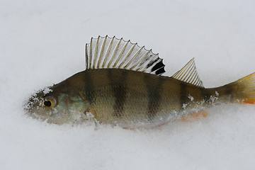 Image showing Fish