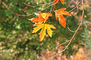 Image showing Yellow leafs