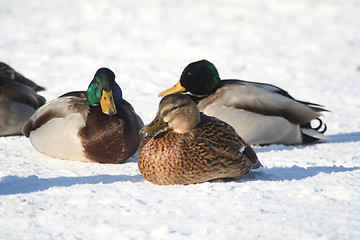 Image showing Duck